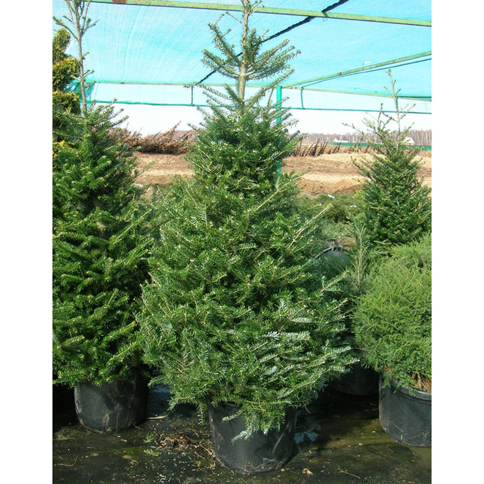 Пихта корейская