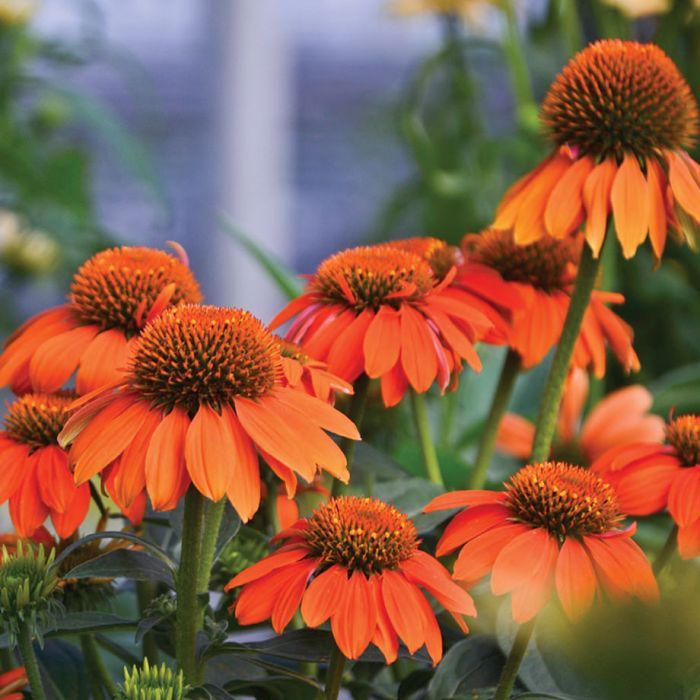 Эхинацея пурпурная 'Адоби Оранж'