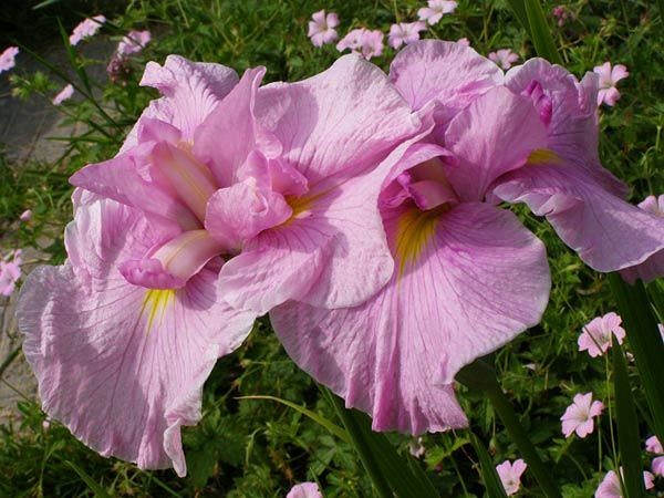 Ирис японский 'Момогасуми'