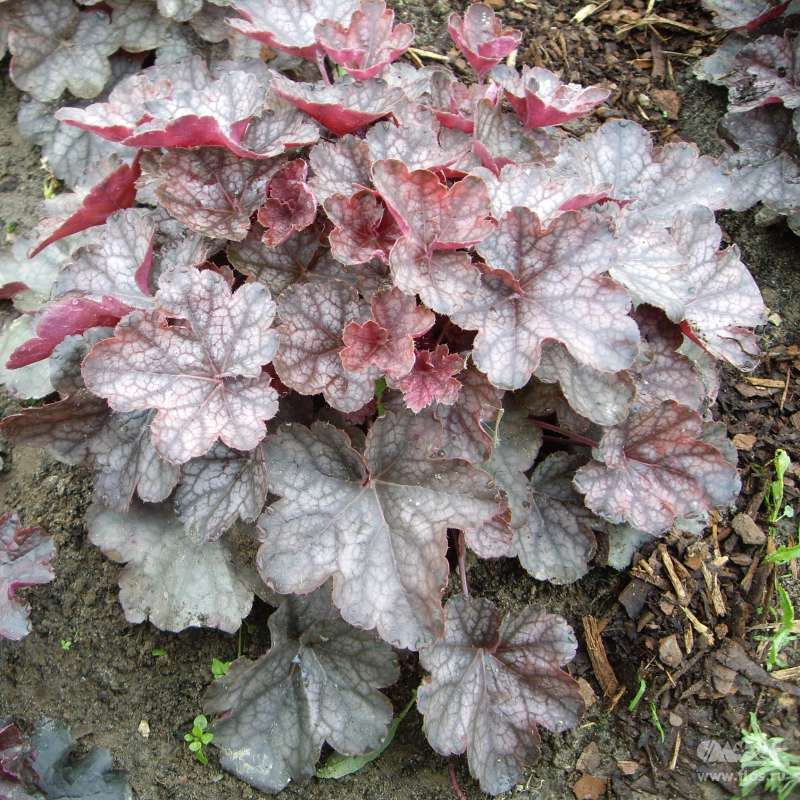 Гейхера гибридная 'Пьютер Мун'