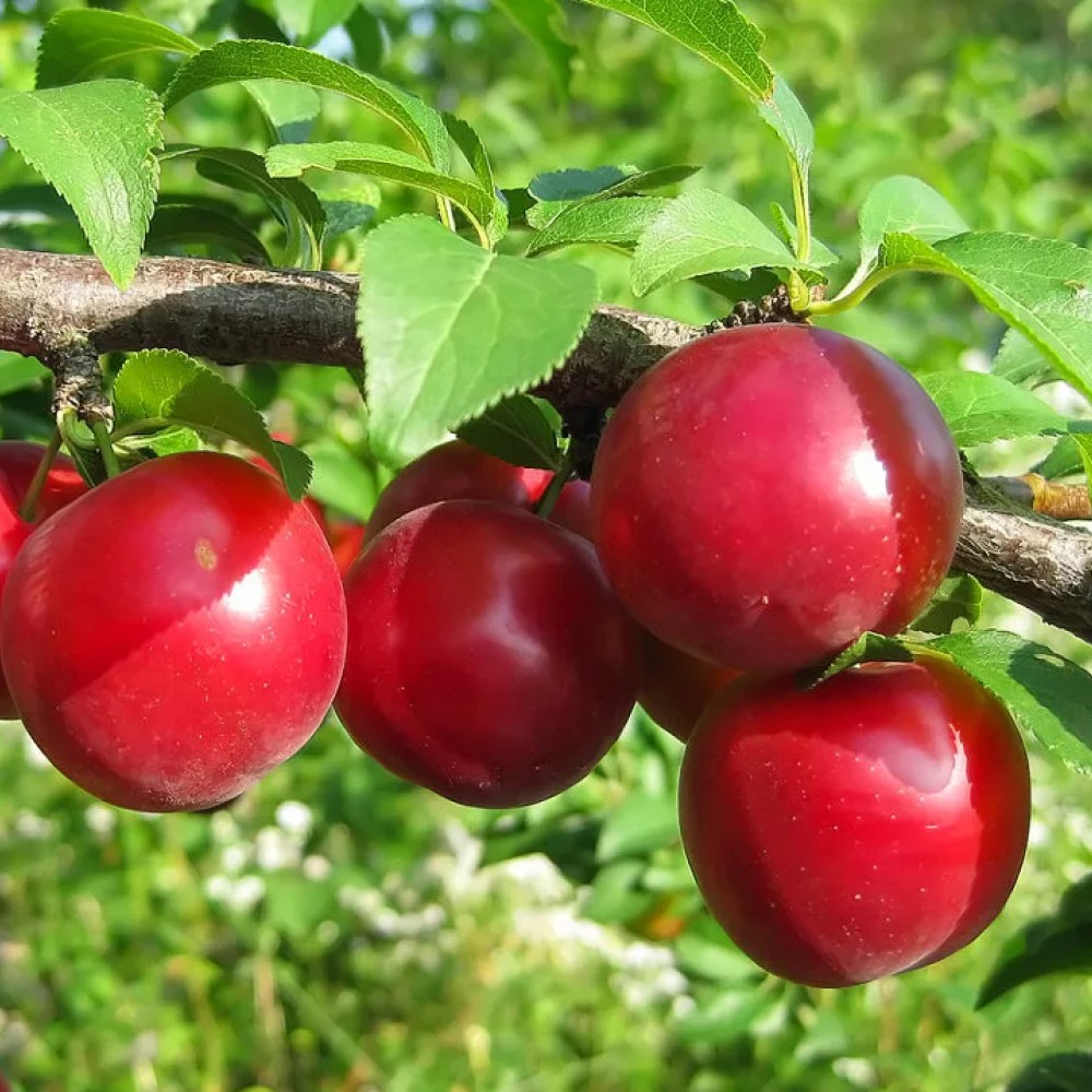 Слива 'Скороспелка Красная'