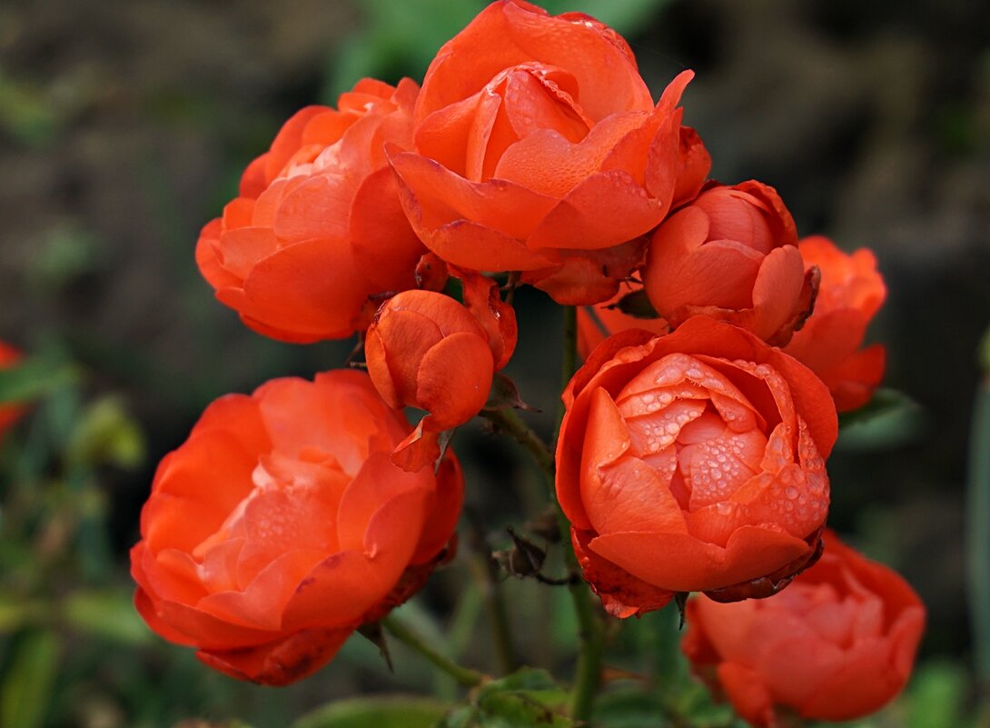 Роза 'Оранж Морсдаг' (флорибунда) (карминово - красная)