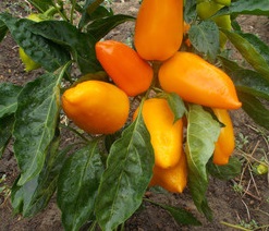 Перец 'Катюша желтый'