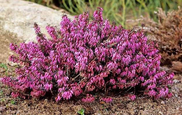 Эрика дарленская 'Крамерс Рот'