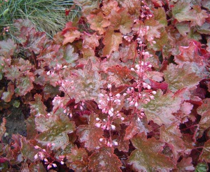 Гейхера гибридная 'Рейчел'