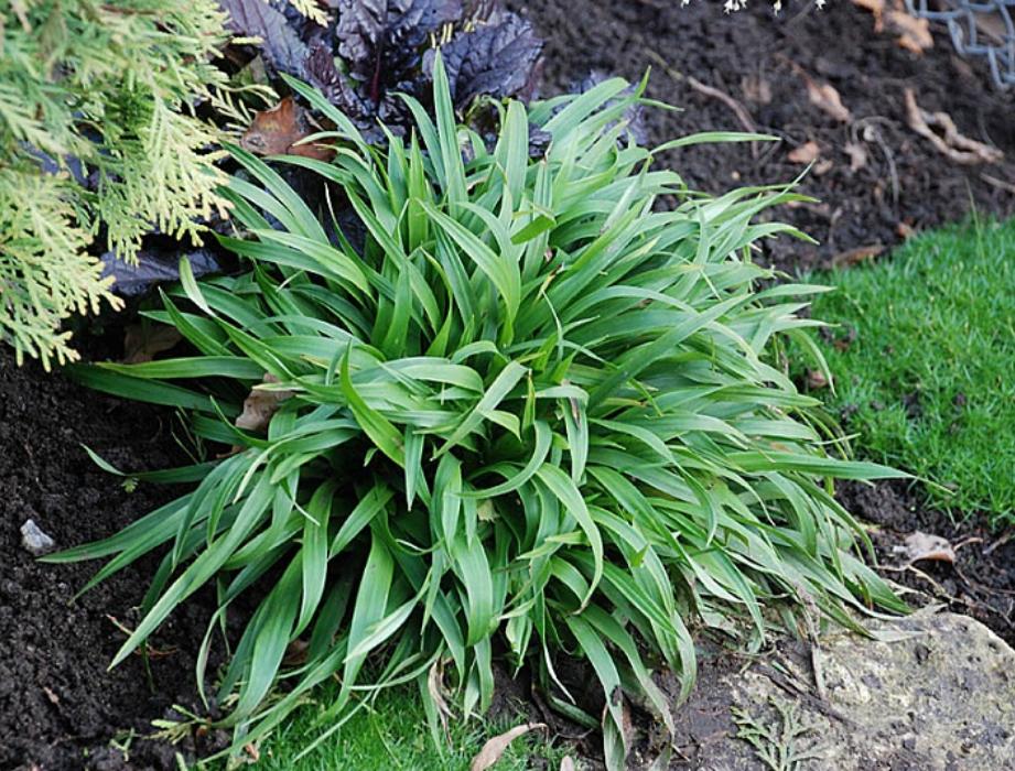 Ожика лесная