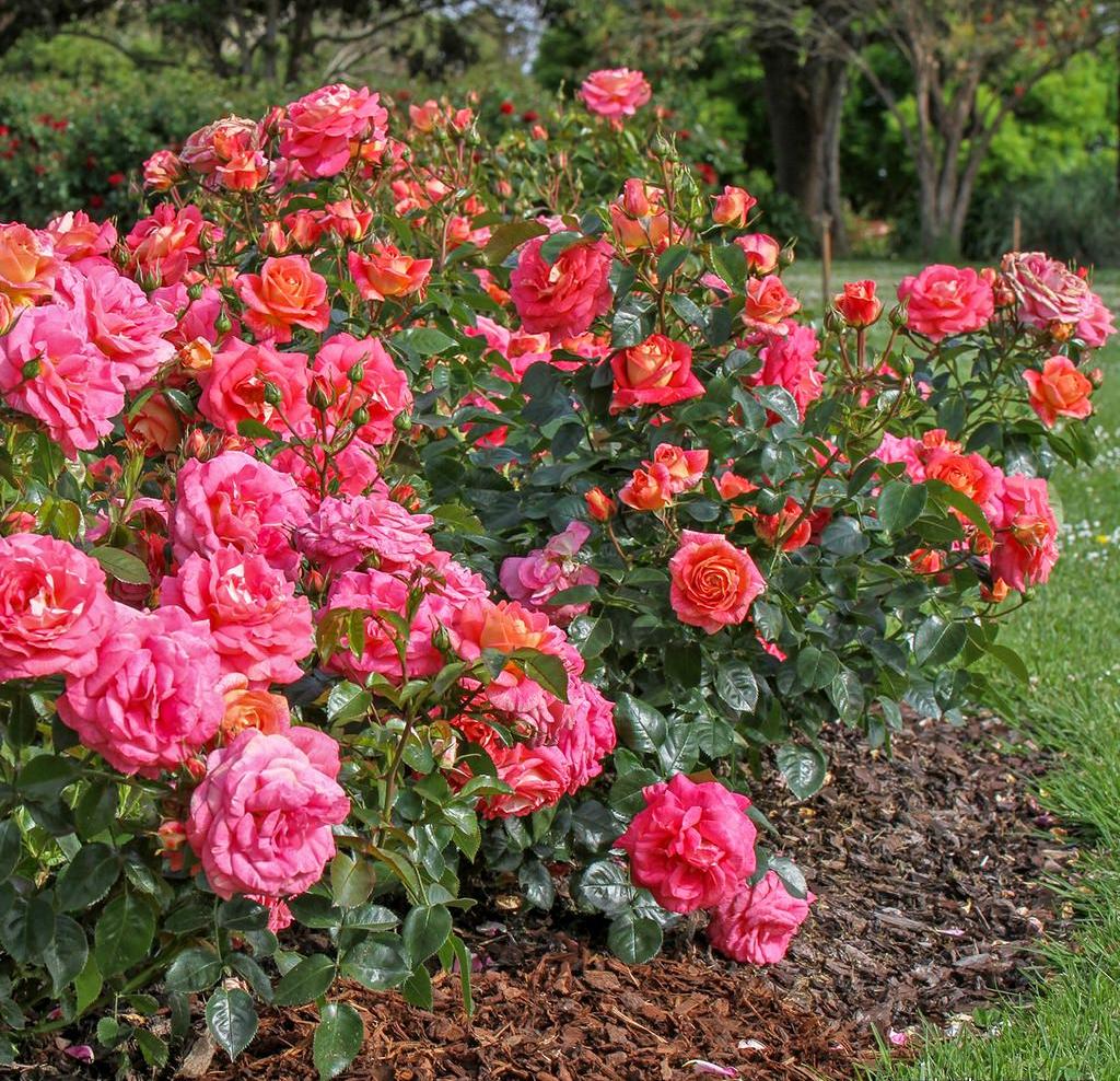 Роза флорибунда