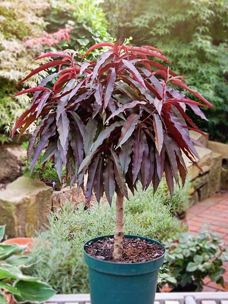 Персик краснолистный 'Кримсон Бонфайр'