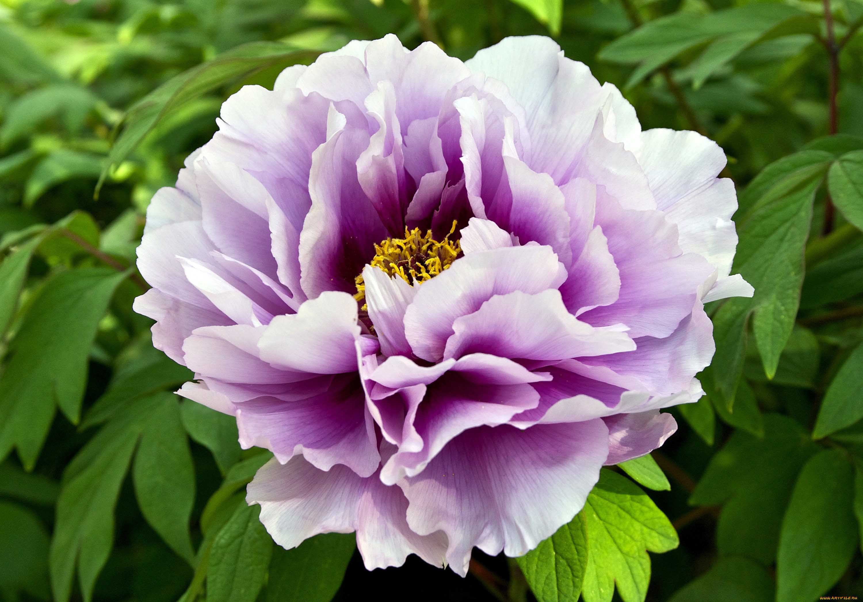 Пион древовидный 'Блю лотос' (фиолетово- белый)