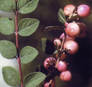 Снежноягодник Хенаульта 'Хенкок'