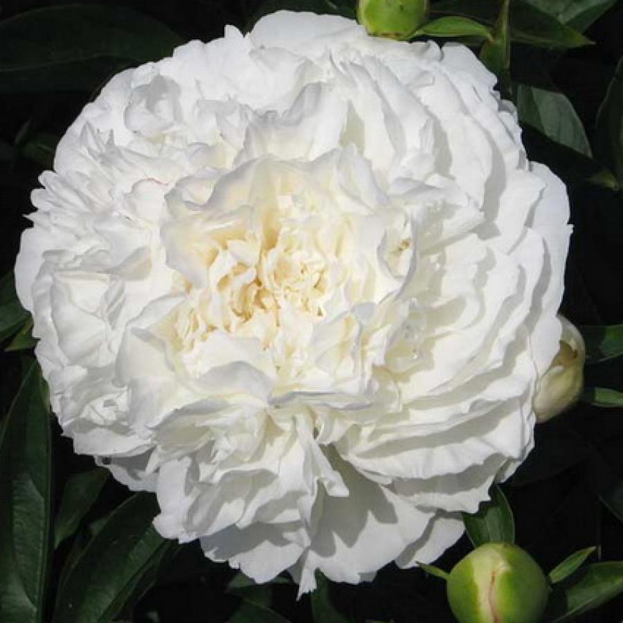 Пион молочноцветковый 'София Чойс' (белый)