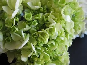 Гортензия метельчатая 'Форевер энд Эвер Лаймгрин'