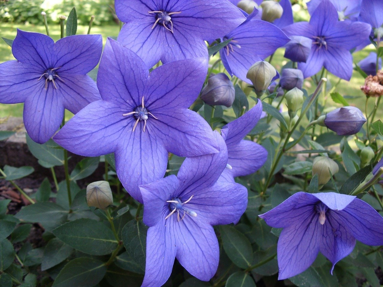 Многолетник Корневище Широколокольчик