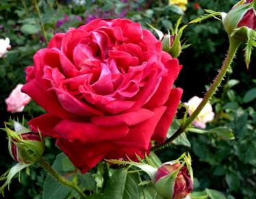 Роза - королева сада. Исчерпывающая обзорная лекция