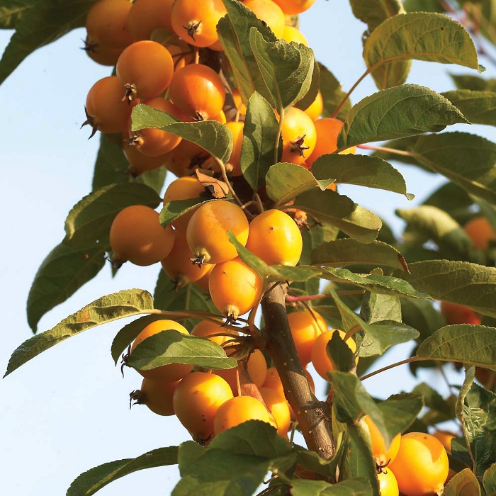 Яблоня декоративная 'Голден Хорнет'