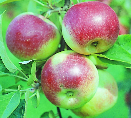 Яблоня домашняя 'Юный натуралист'