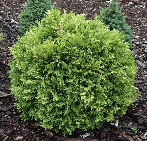 Туя западная 'Селена'