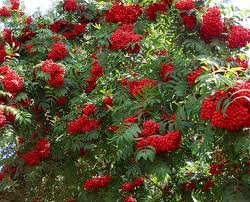 Рябина обыкновенная 'Веттра'