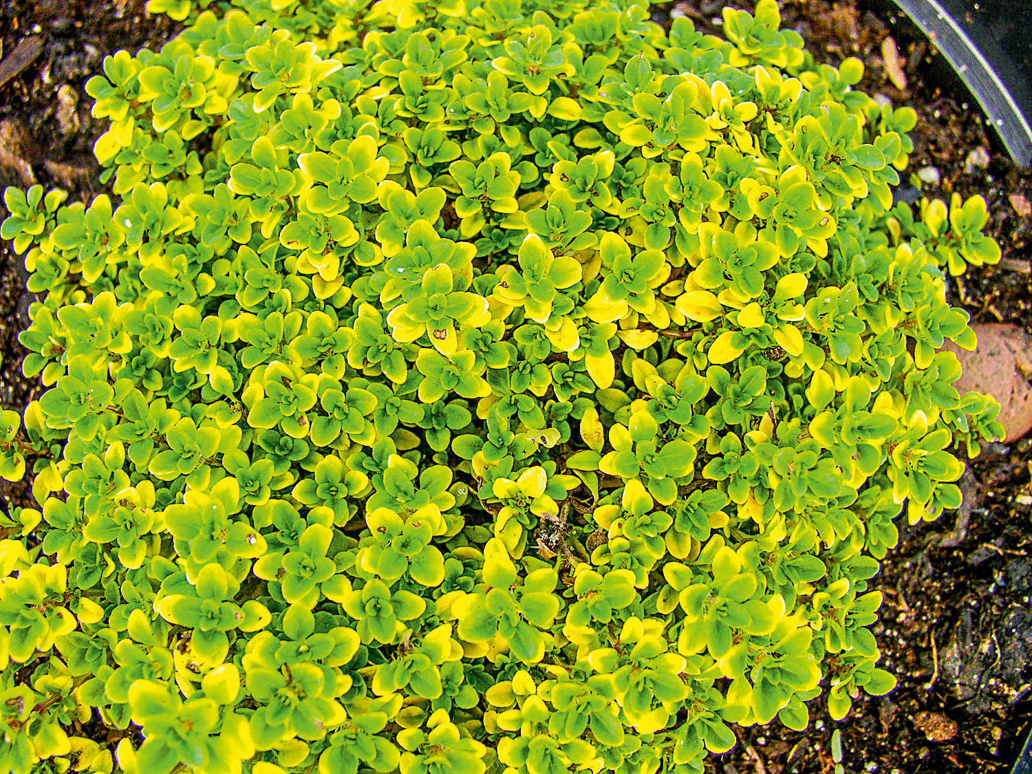 Тимьян лимоннопахнущий 'Бертрам Андерсон'