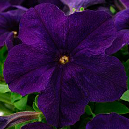 Петуния (сурфиния) гибридная 'Из Ридер Блю' (фиолетовая)