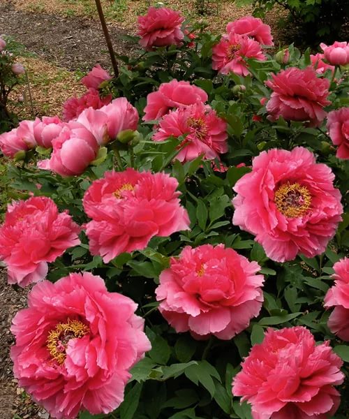 Пион древовидный 'Гигант оф Химоз' (розово - кораловый)