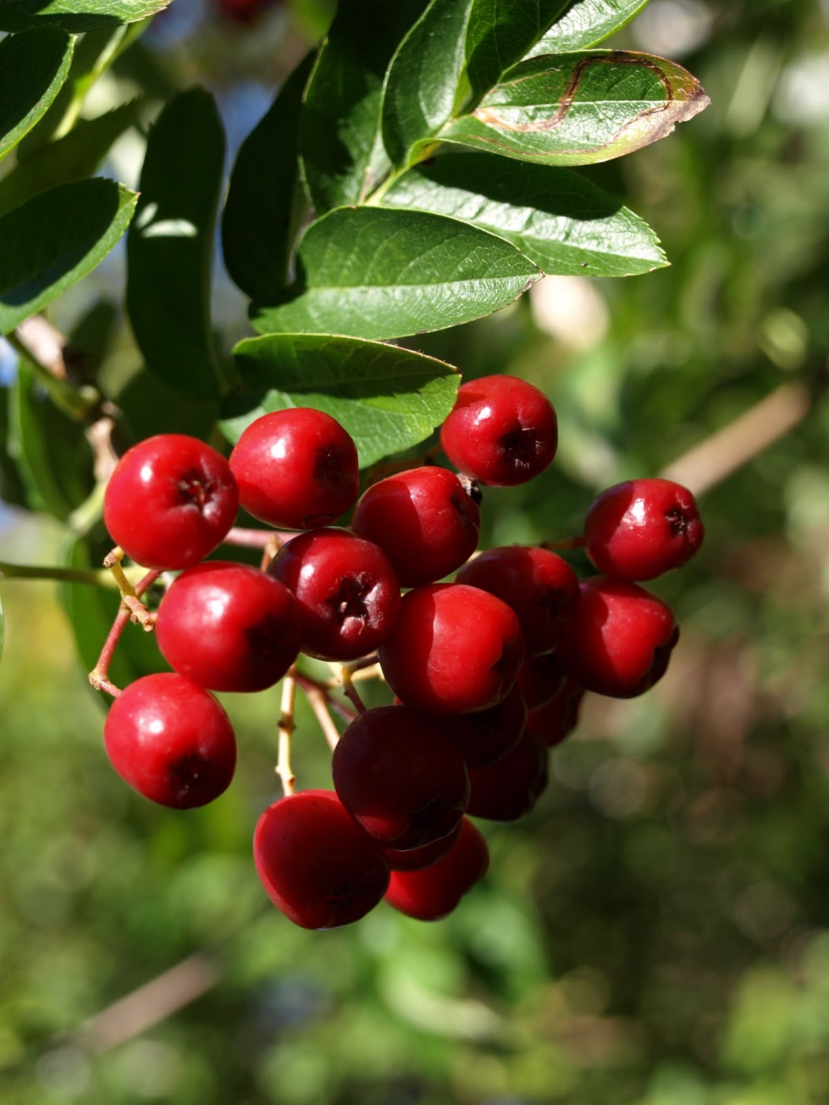 Рябина плодовя 'Десертная Мичурина'
