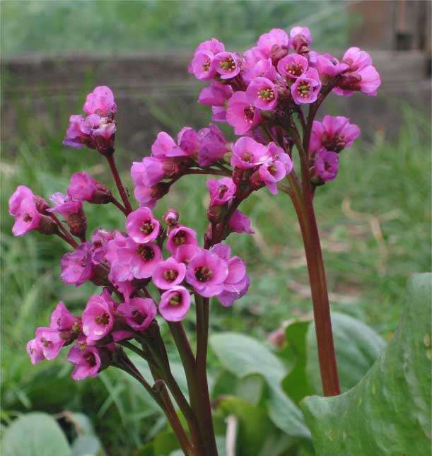 Бадан сердцелистный 'Ротблюм'