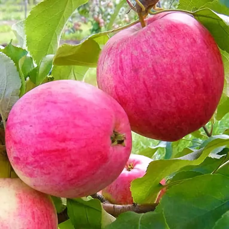 Яблоня домашняя 'Налив Розовый' ( Малиновка)