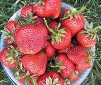 Земляника (клубника) 'Розана'