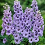 Дельфиниум (живокость) 'Дельфиз Джуел'