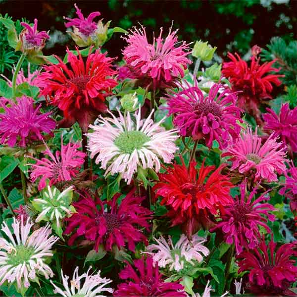 Монарда двойчатая (гибридная) 'Панорама' (микс) Монарда двойчатая (гибридная) 'Панорама' (микс)