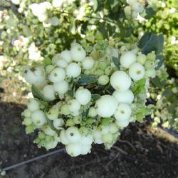 Снежноягодник Доренбоза 'Уайт Хедж'