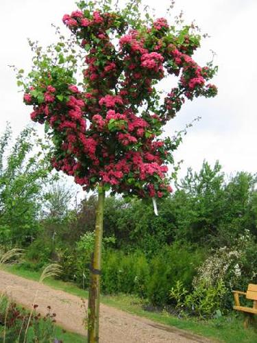 Боярышник средний 'Паульс Скарлет'