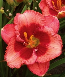 Лилейник поздний (Тунберга) 'Беби Рэд Айз'