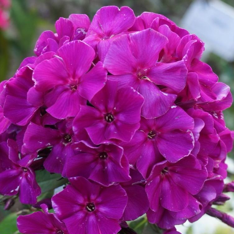 Флокс метельчатый 'Роберта'