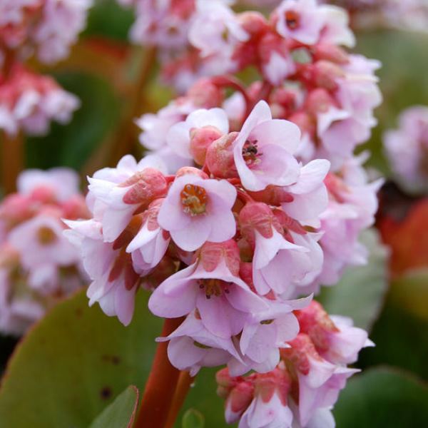 Бадан гибридный 'Бэби Долл'