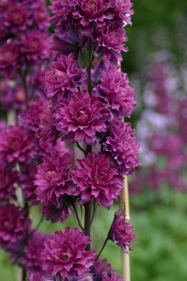 Дельфиниум (живокость) 'Фламенко'