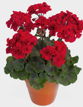 Пеларгония зональная махровая 'Абелина' (темно-красная, темный лист)