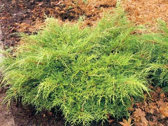 Можжевельник пфитцериана 'Олд Голд'