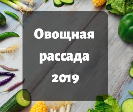 Новости Рассада овощей 2019