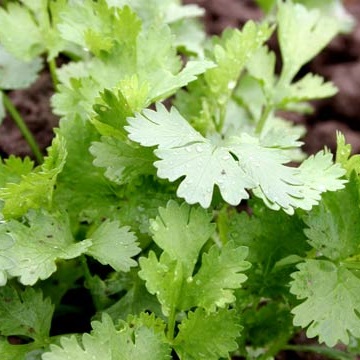 Кориандр 'Крылатский'