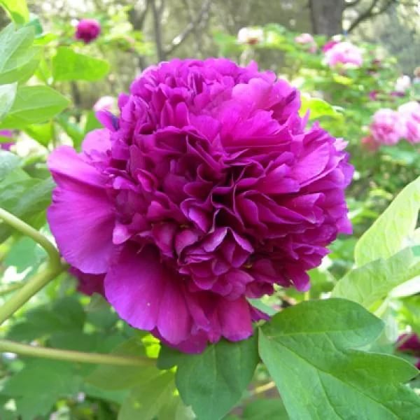 Пион древовидный 'Дак Блэк-Пурпл' (пурпурный)