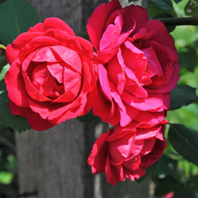 Роза 'Скарлет' (плетистая) (малиново - красная)