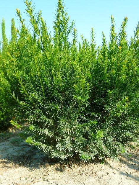 Тис средний 'Гроенланд'