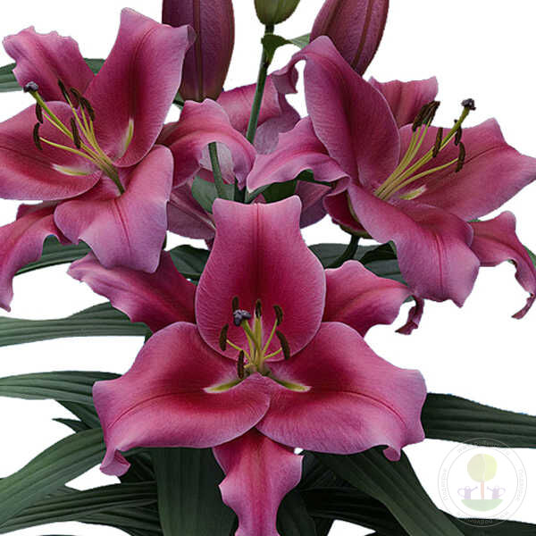 Лилия 'Далиан' 