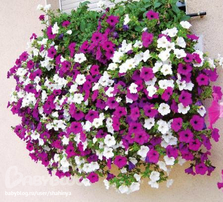 Петуния (cурфиния) ампельная (кашпо)