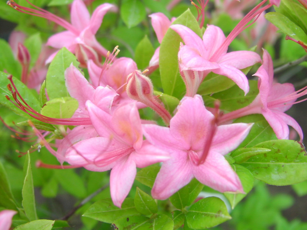 Рододендрон желтый (азалия) 'Пенсильвания' (светло-розовый)