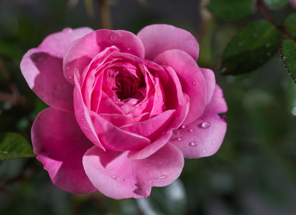 Роза 'Старлет Роуз Ева' (плетистая, шраб) (розовая)