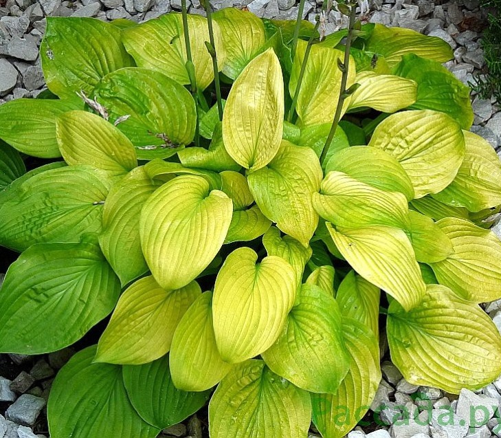 Хоста гибридная (вздутая, волнистая) 'Аурея'