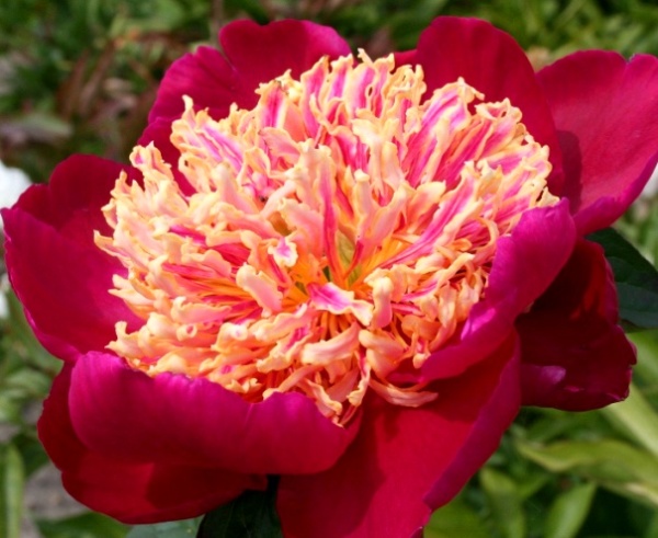 Пион молочноцветковый 'Сворд Дэнс' (красный анемоноцветный)